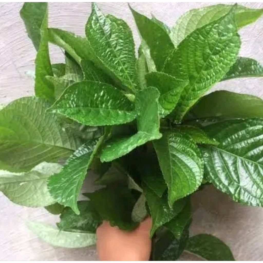 

daun keji beling segar berat 1 kg pecah beling fresh herbal asli indonesia