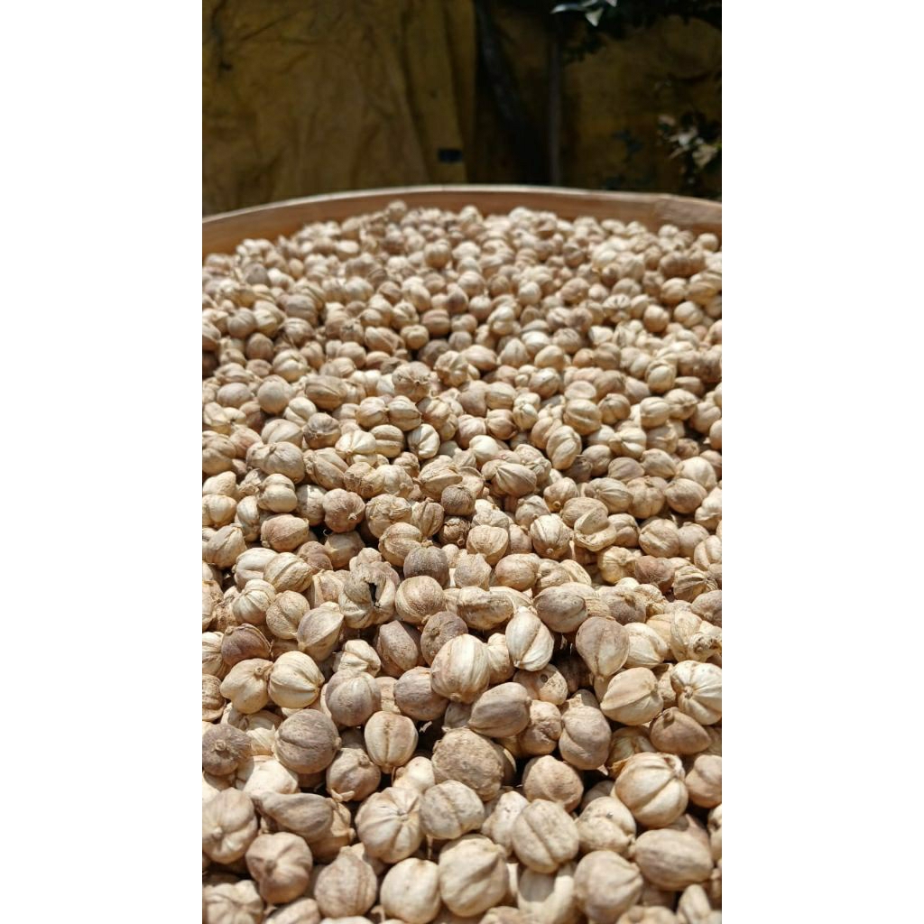 

kapulaga / kapulogo kering bersih 1kg