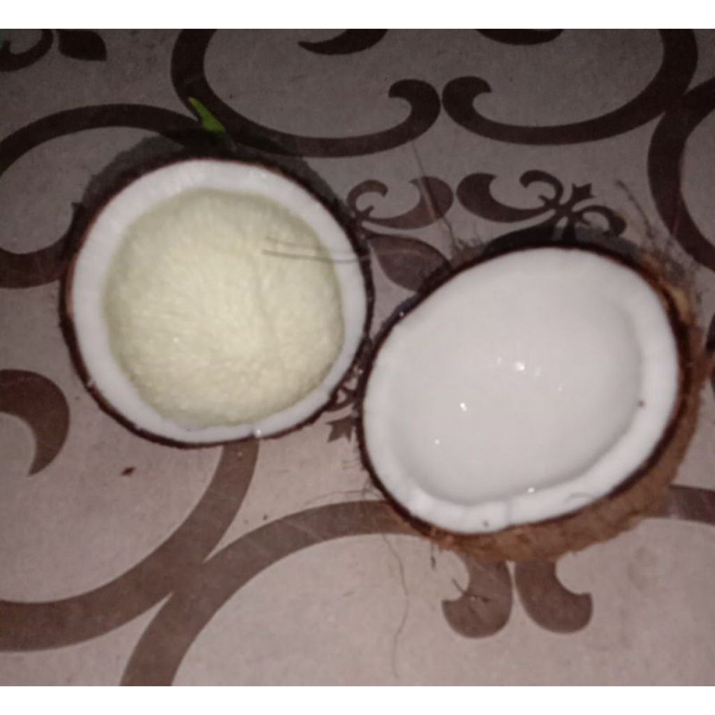 

kentos kelapa fresh 1 buah dikirim utuh dengan kelapa