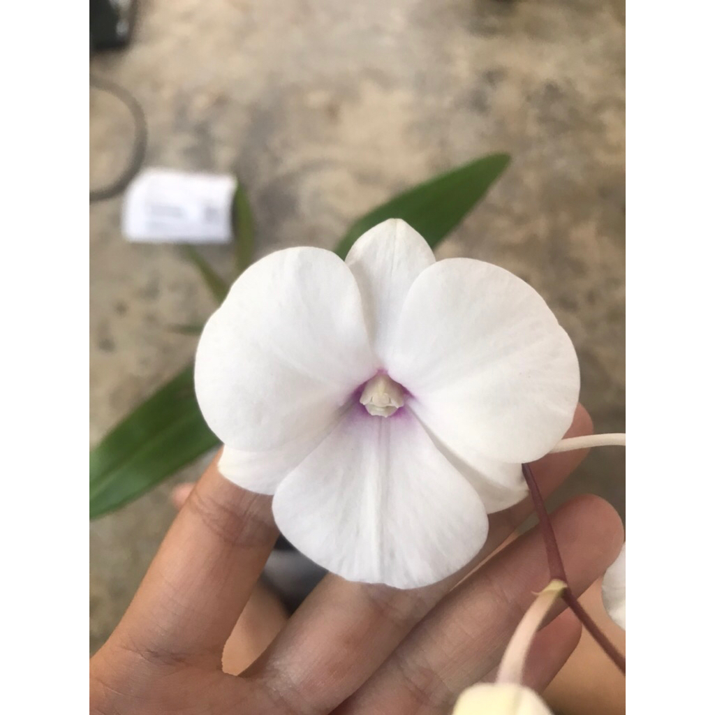 Paket hemat anggrek dan oncidium