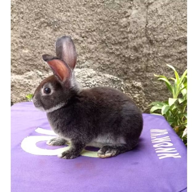 Kelinci hias Rex bulu karpet anakan jantan (1).