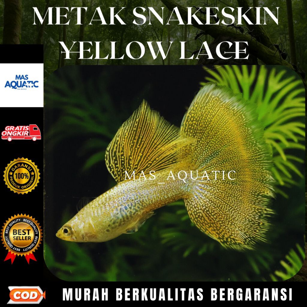 

EXTRA PACKING KARDUS || $£₱4$4NG M£TAL SS YELL0W L4C£