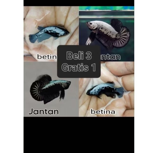 Ketapang cair promo black samurai Male&female(jantan&betina) ikan cupang murah full garansi