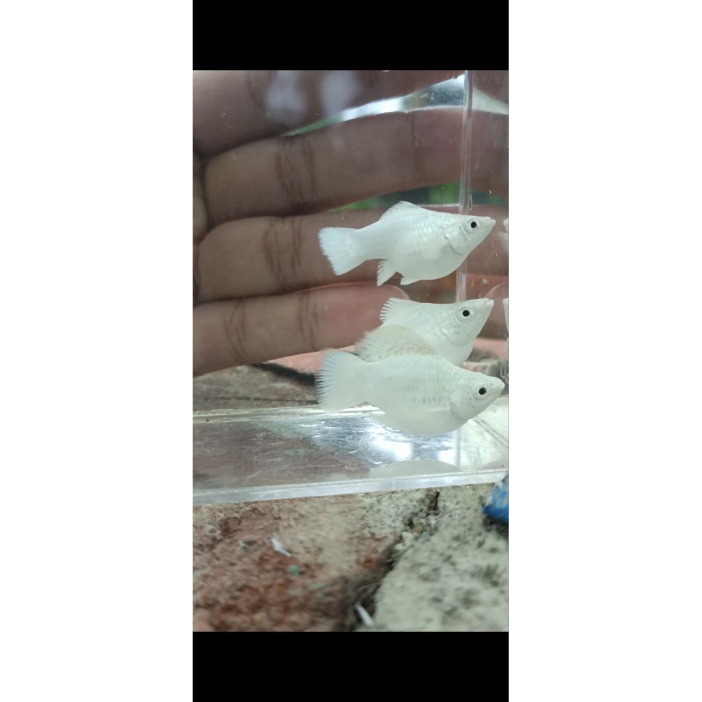 molly platinum roundtail