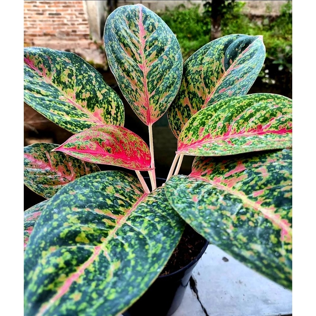 Tanaman Hias Aglonema Hapines / Janda Bolong / Singonium Mini / Pink Splash