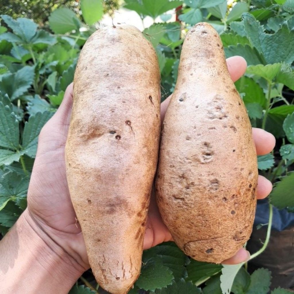 

Gembili ketan fres 1kg isi 4-6