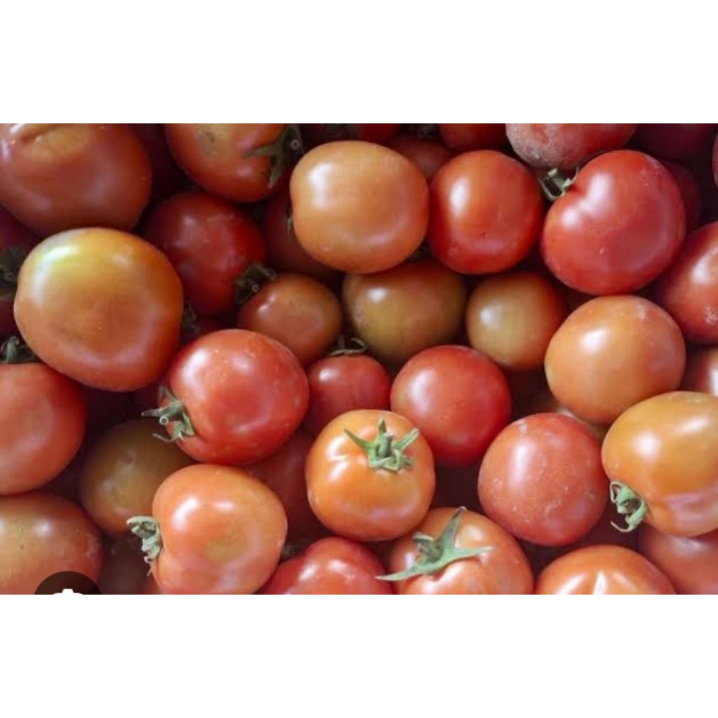 

tomat segar langsung petik dari kebun