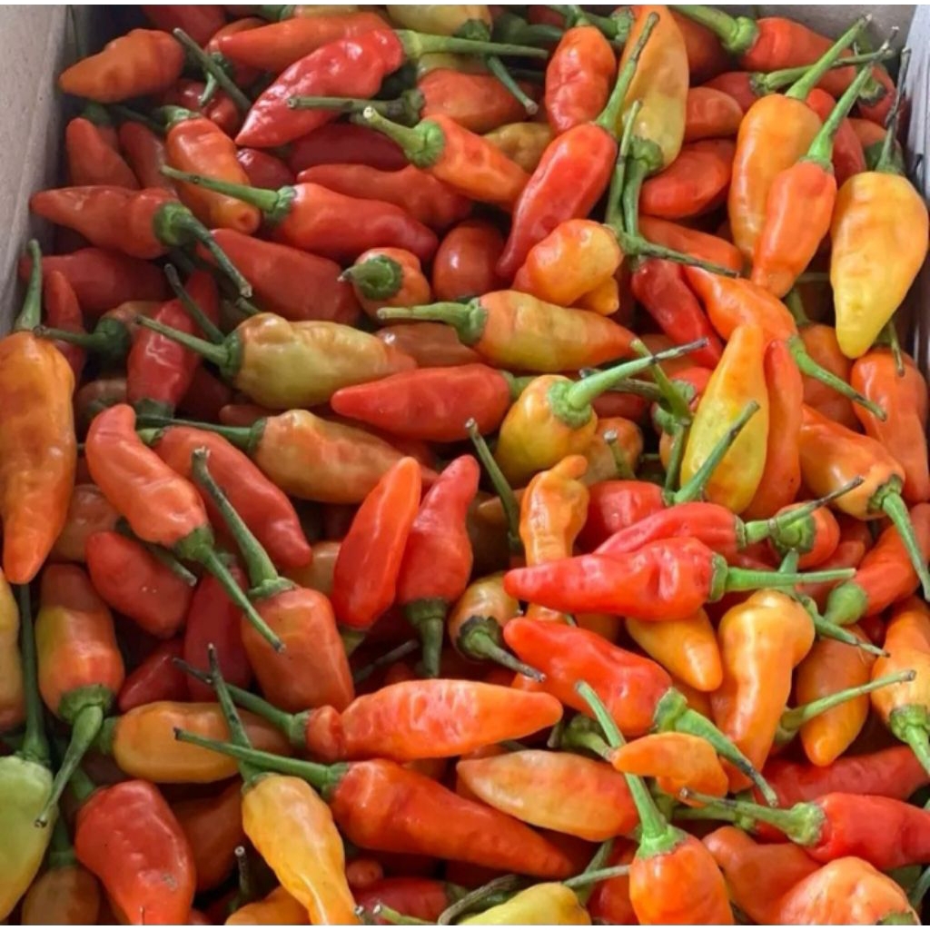 

500gr dan 1kg CABE RAWIT PEDAS (DIJAMIN FRESH PETIK LANGSUNG KIRIM)