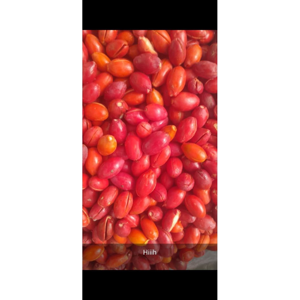 

kulit melinjo fresh segar 500grm