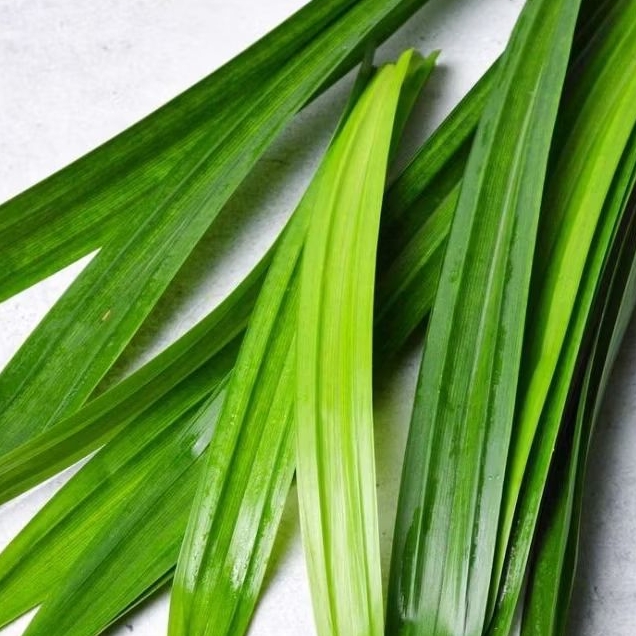 

INSTAN KOTA JAMBI Daun Pandan per ikat