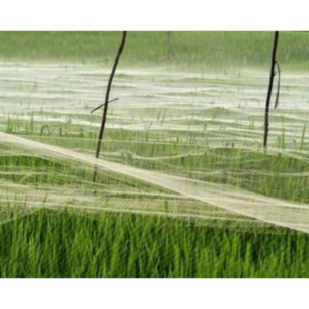 JARING BURUNG SAWAH || jaring sawah phoenix land