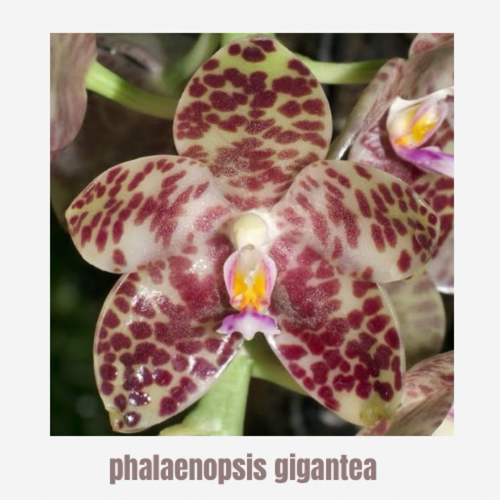 Phalaenopsis Gigantea Jungle Dewasa Tanaman Anggrek