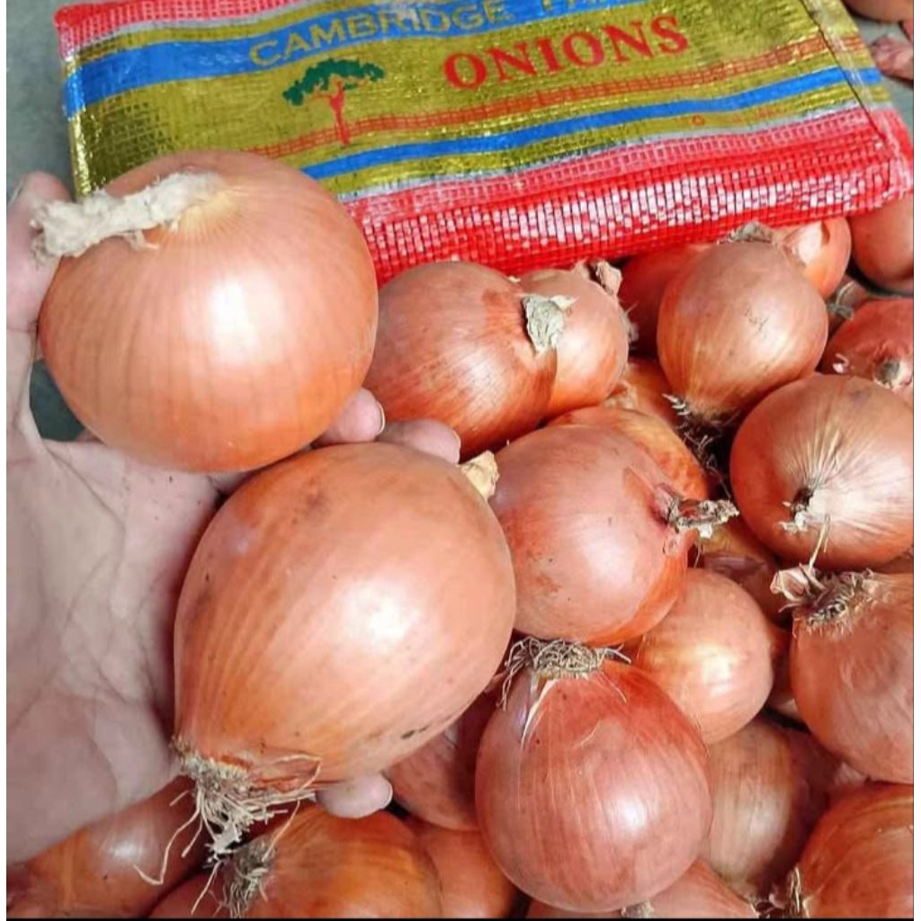 

BAWANG BOMBAY FRESS 300g