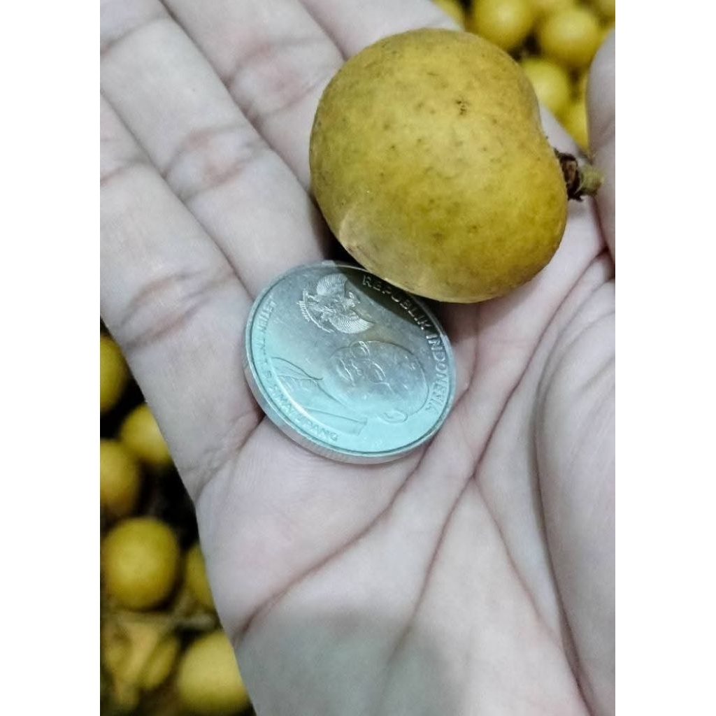 

KELENGKENG SUPER JUMBO