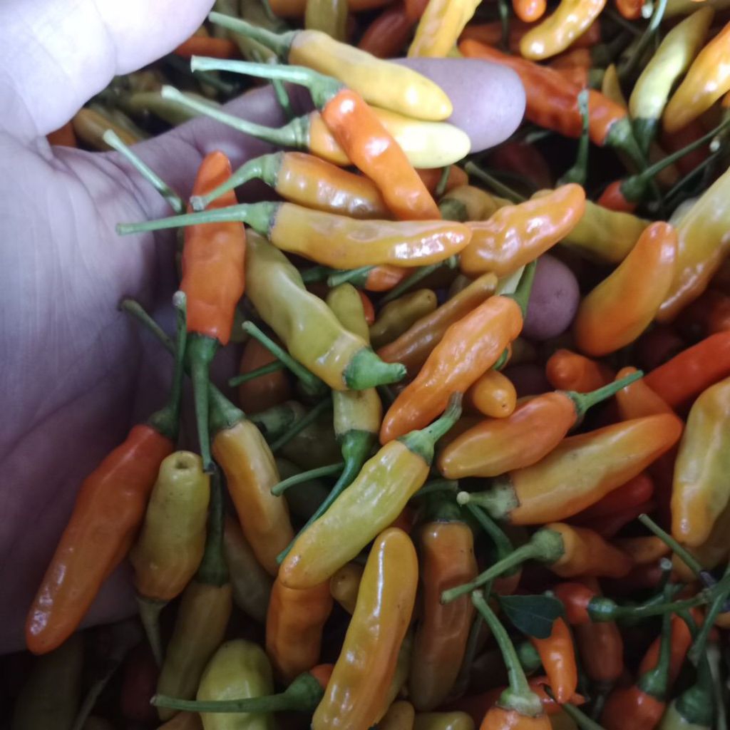 

Cabe Cabai Rawit Merah Fress Dari Petani