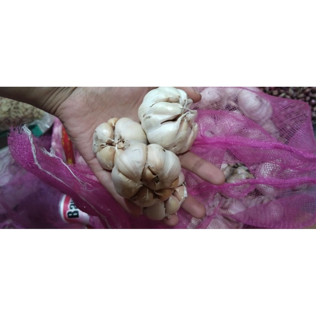 

BAWANG PUTIH BIASA JENIS HONAN 700GRAM