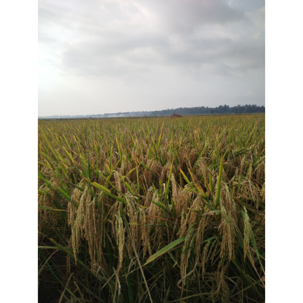 Benih padi Ciherang sugih original 5kg