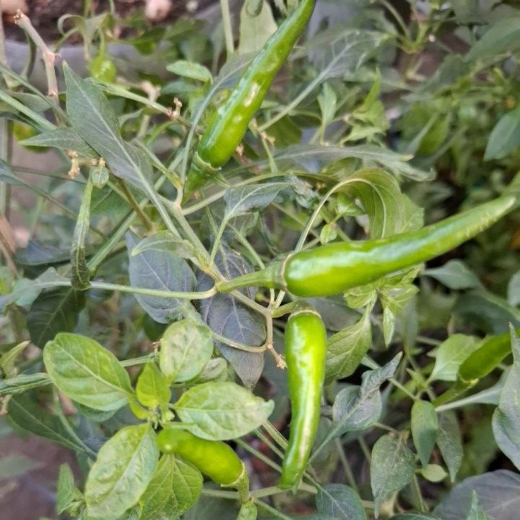 

cabe rawit Thailand/Cabe rawit pedas