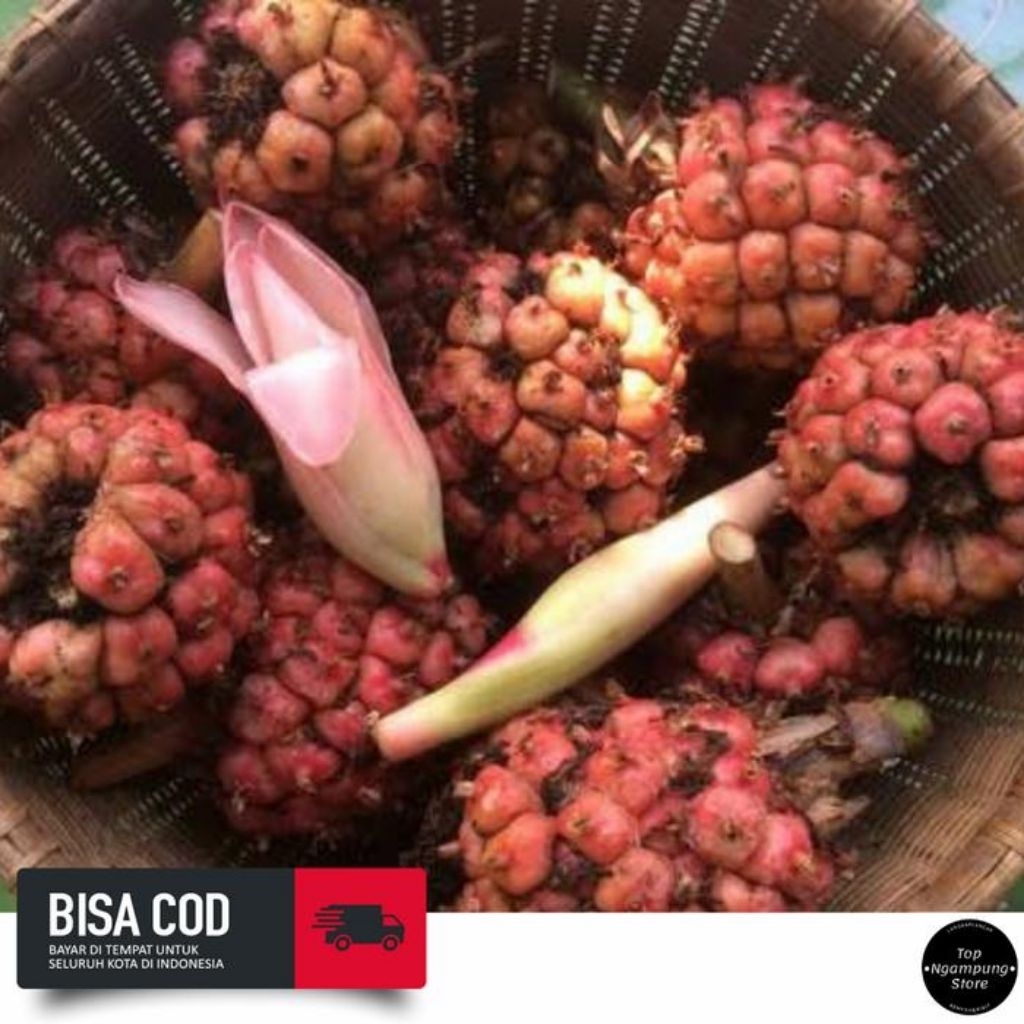 

buh kecomrang fres seger 1kg bumbu masak enak Setok banyak siap kirim