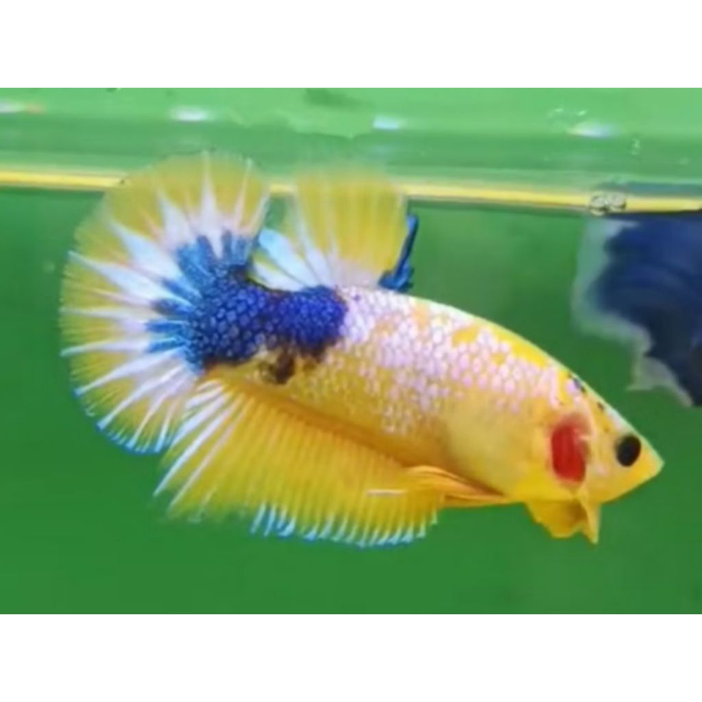 (PROMO COD) BLIZT ICHT BLUE 100ml OBAT CUPANG PK FCCP YELLOW FANCY