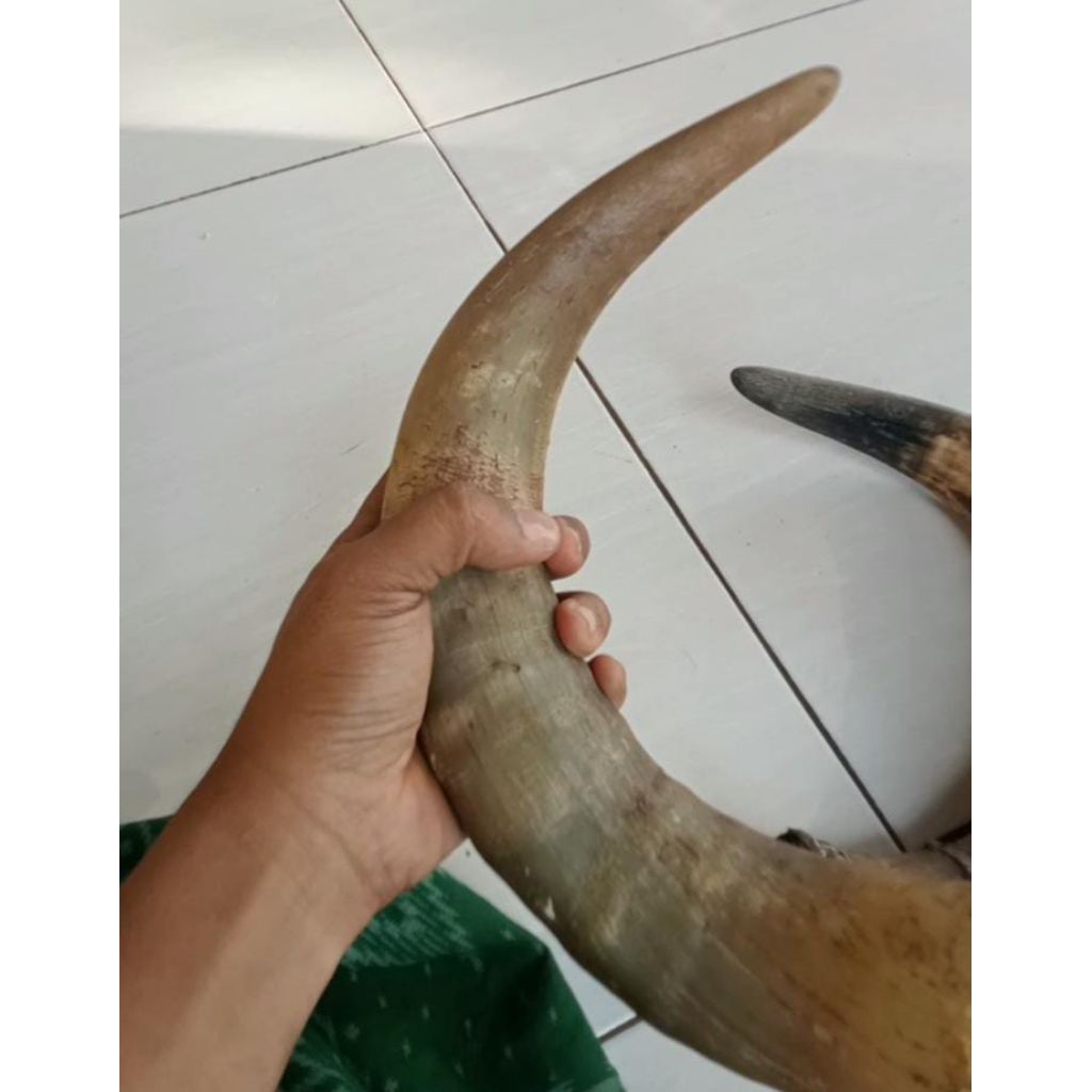 Padatan Tanduk bule katila hitam spek gagang golok