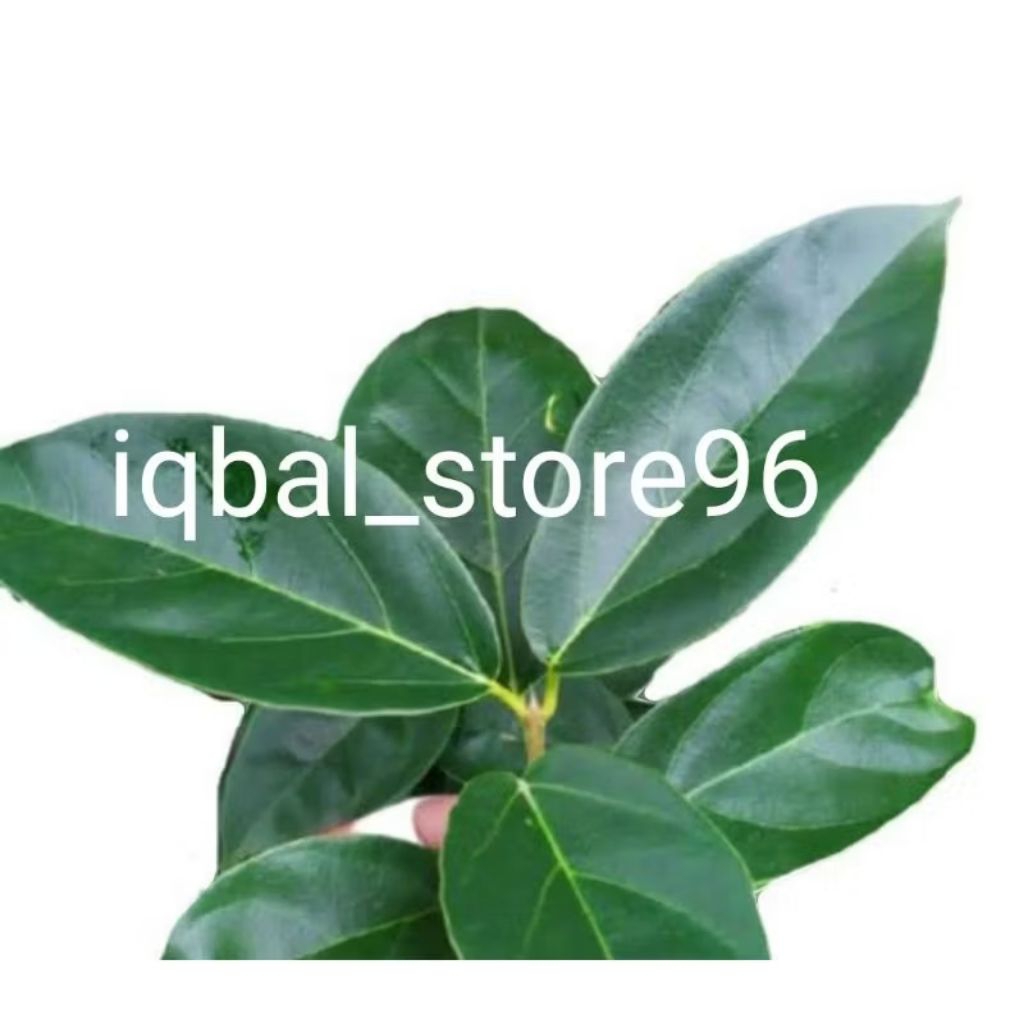 

Daun Cincau Hijau Cincau Perdu Organik Perlembar