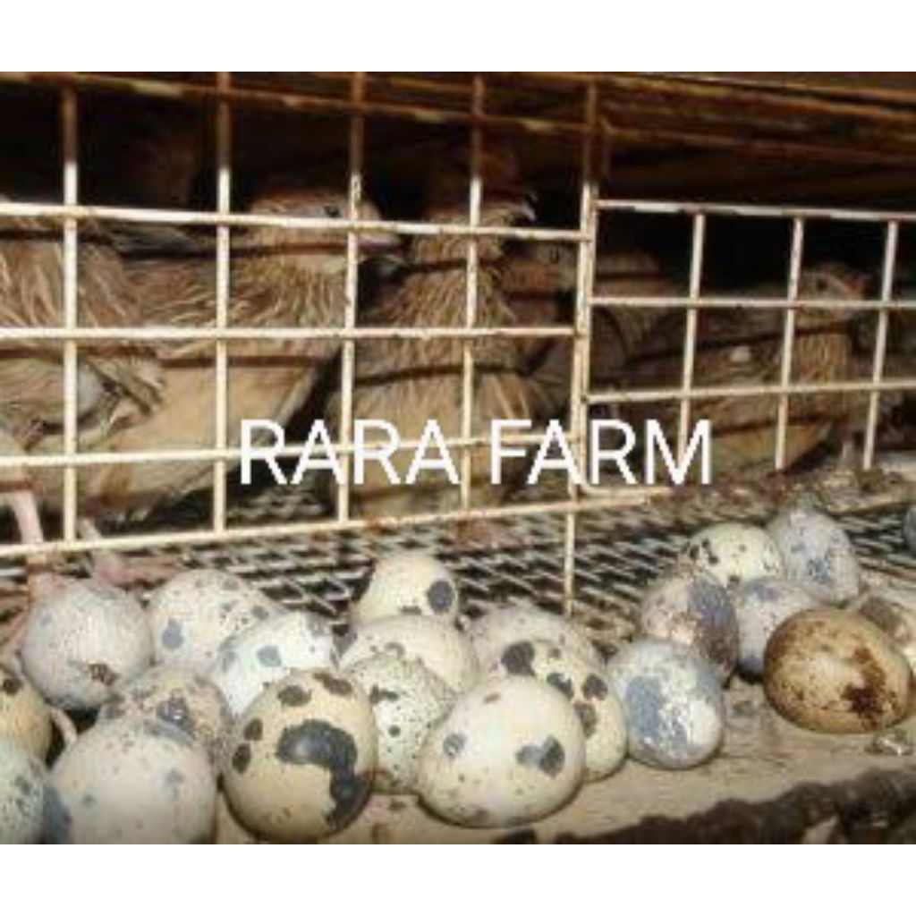 Telur Tetas Puyuh GPS Coklat – Rara Farm