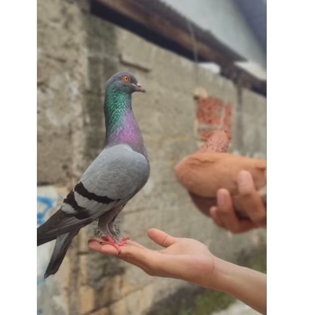 Sepasang merpati MEGAN x COKLAT SELAP player tinggi kolong bebas