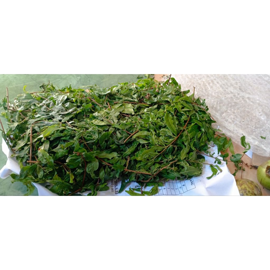 

Daun delima kering 1000manfaat