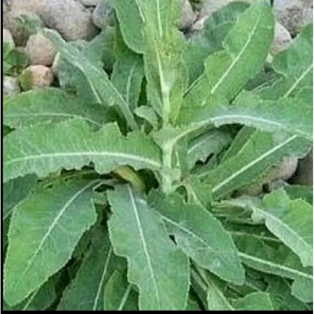 

daun tempuyung segar paket 1,KG SIAP KIRIM