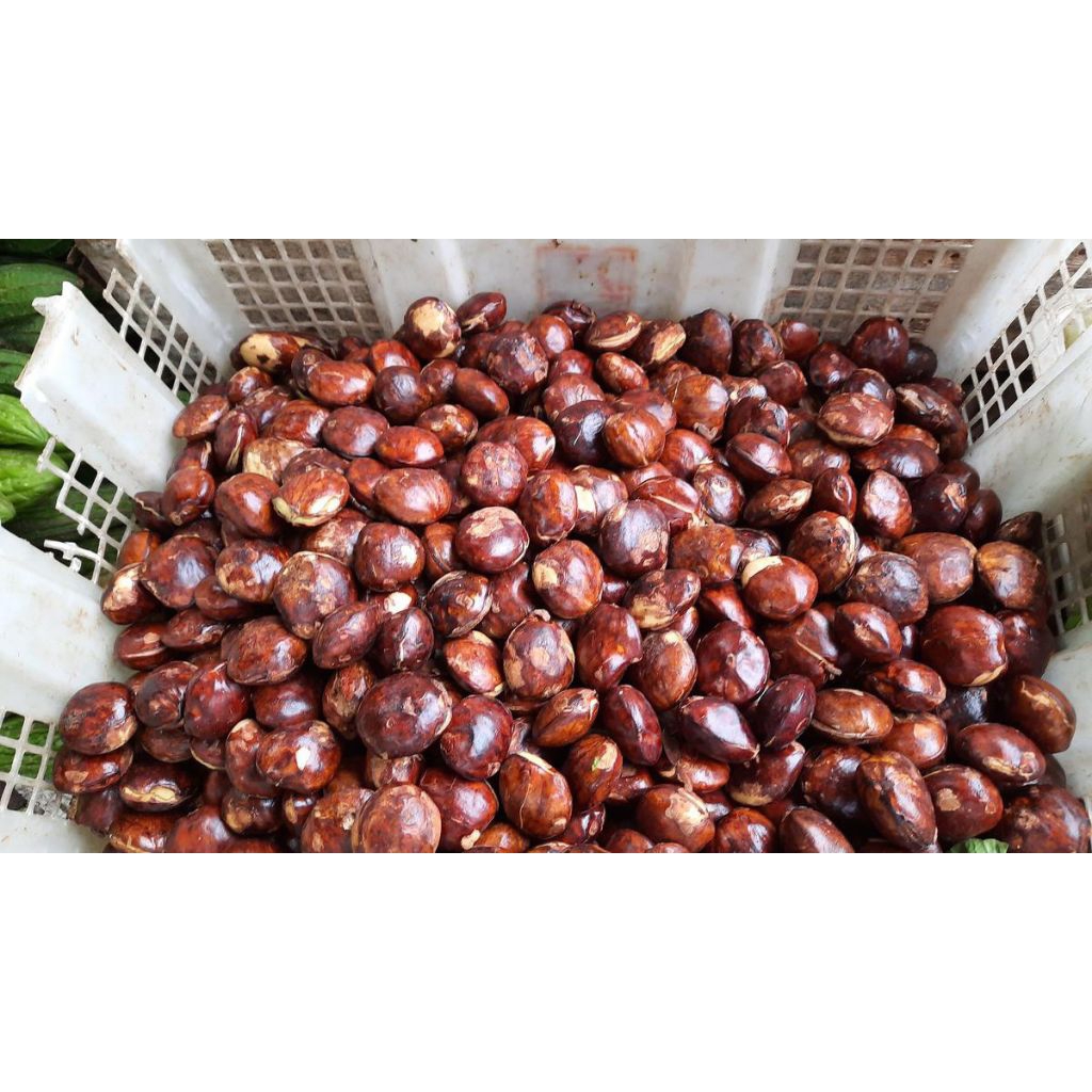 

jengkol tua kupas 100 gram