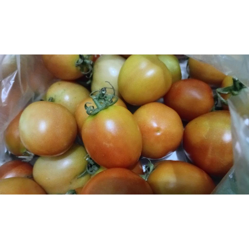 

TOMAT SAMBAL 1KG TOMAT MERAH TOMAT FRESH BESAR TOMAT MURAH