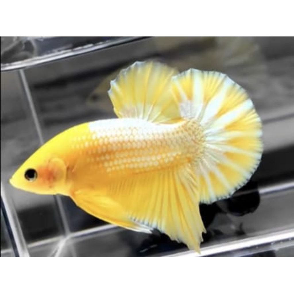 PROMO COD... CUPANG FCCP YELLOW