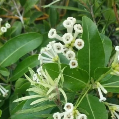 Cestrum Diurnum