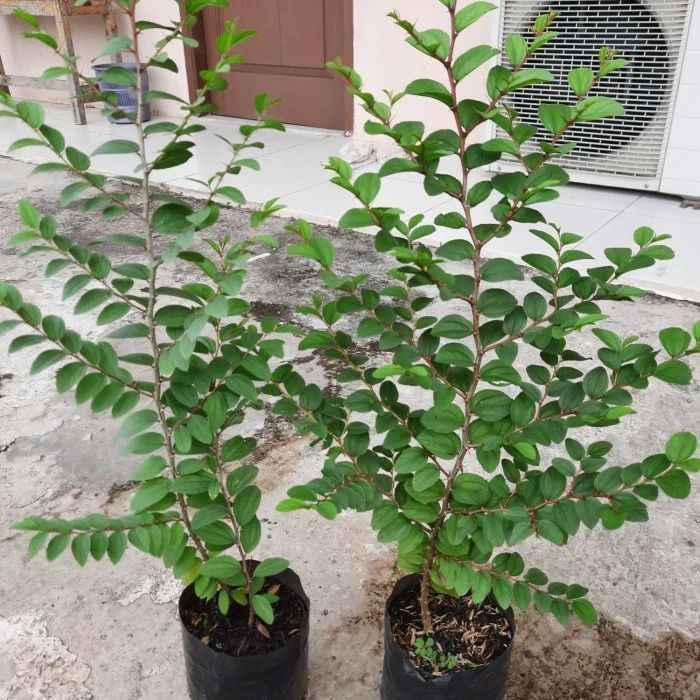 BIBIT DAUN BIDARA ARAB ( YAMAN ) / BIDARA ARAB ASLI