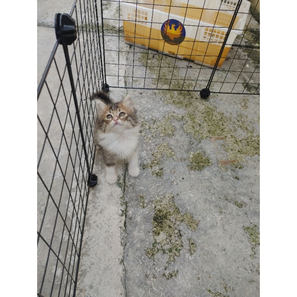 kitten persia medium