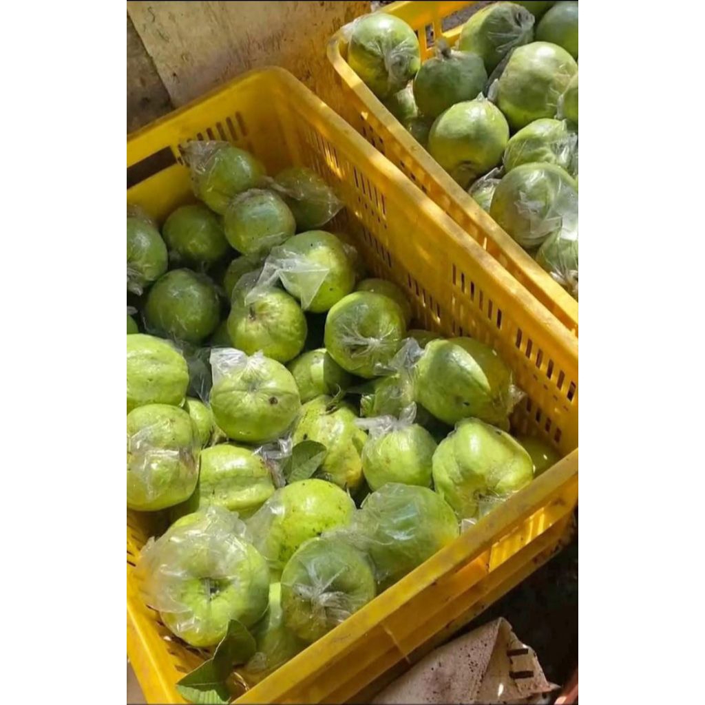 

jambu kristal asli kress 1kg
