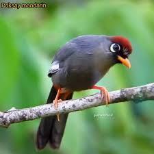 Poksay Mandarin  Palmerah