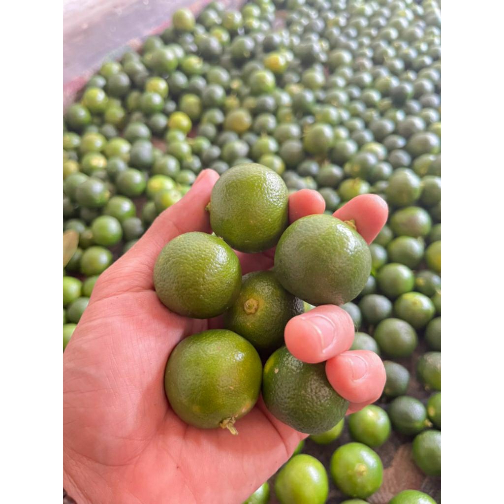 

jeruk sonkit/lemon Cui jeruk kunci(1kg)