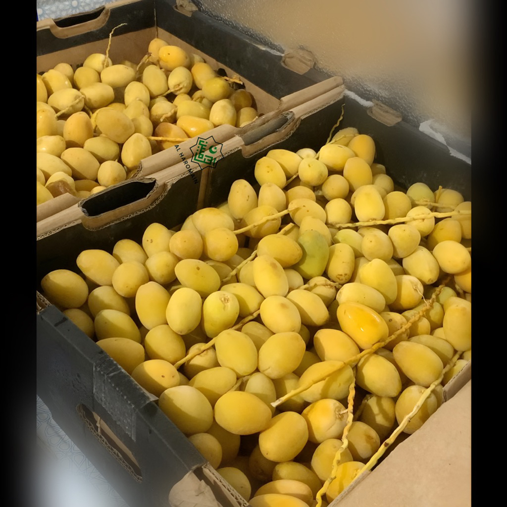 

Kurma Muda Kuning Ruthob Bahri Promil 500 Gr Original Kurma Muda Barhee Manis Kurma Muda Promil