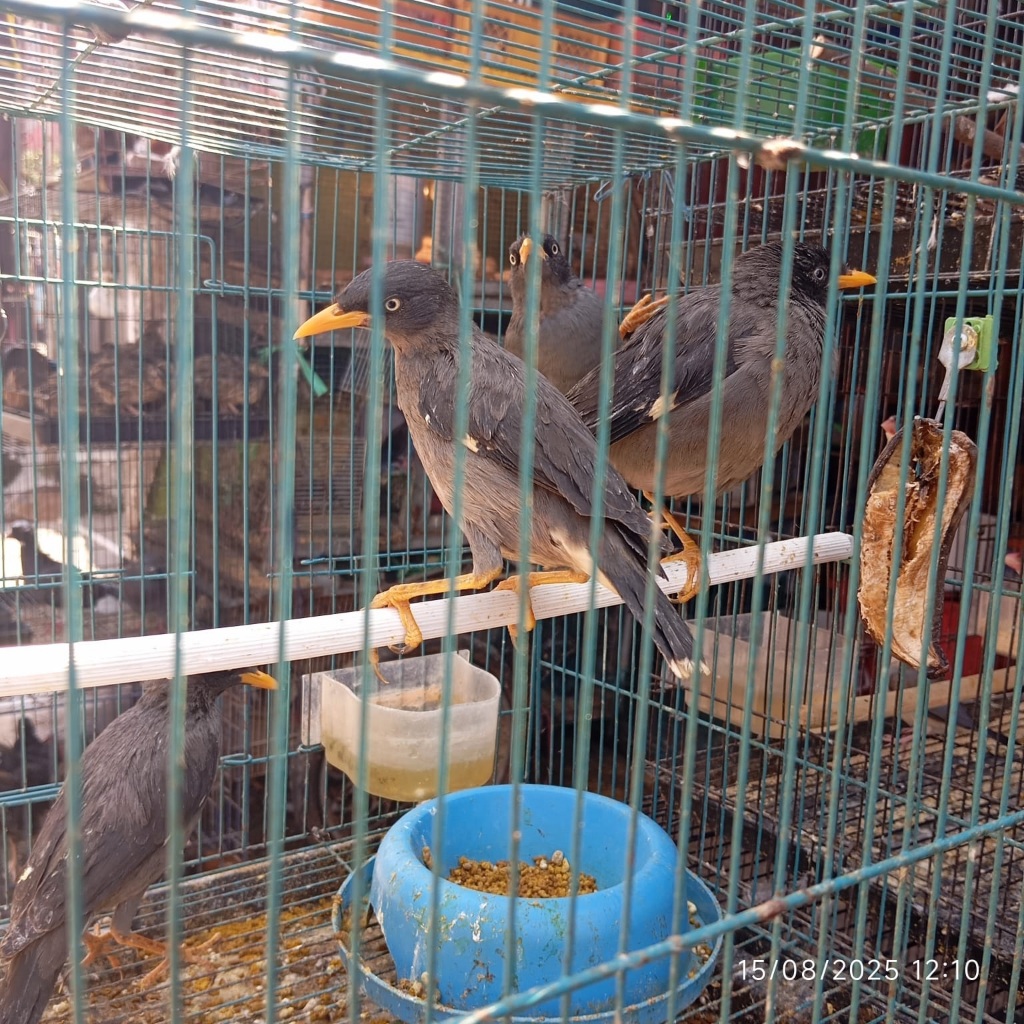 JALAK KEBO - BURUNG BAHANAN - KHUSUS BANDUNG