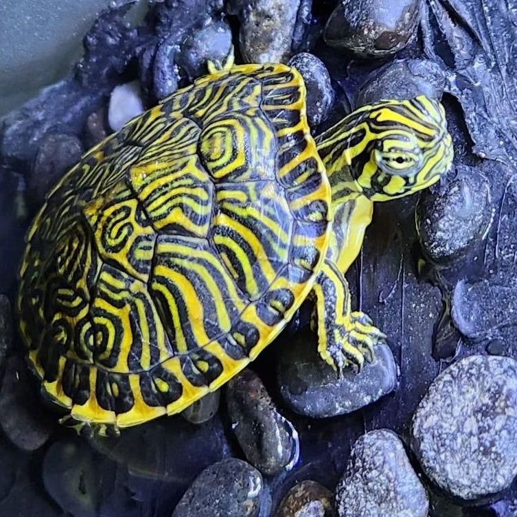 Hiasan Peninsula Cooter