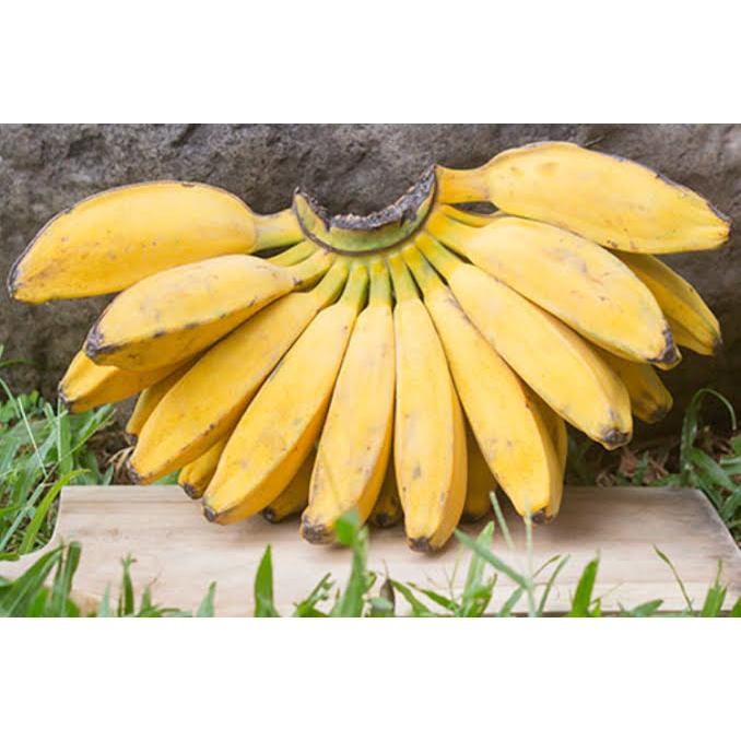 

Pisang Kepok 1 Kg - Manis, Padat, dan Cocok untuk Olahan