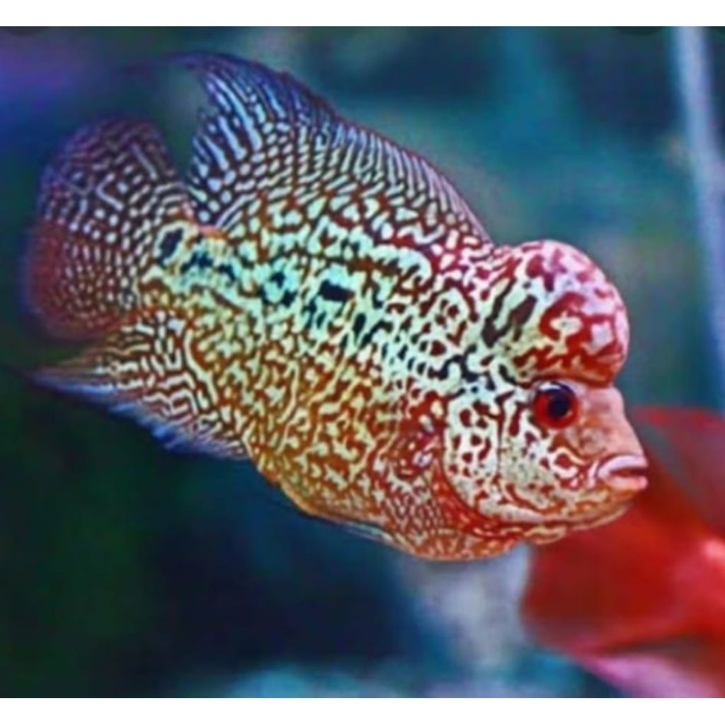 burayak lohan kanva V2 x cencu size 4/6 cm