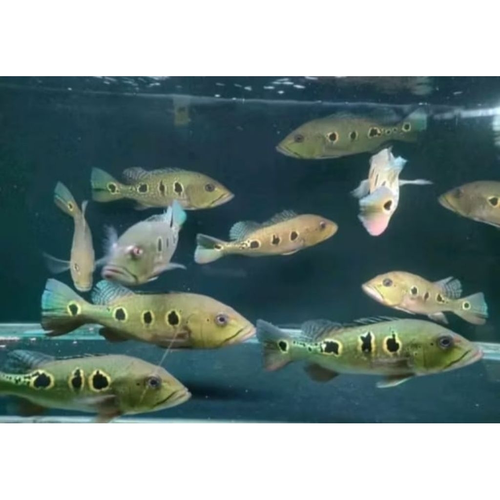 PBASS MONO SIZE 5 CM BONUS PAKAN