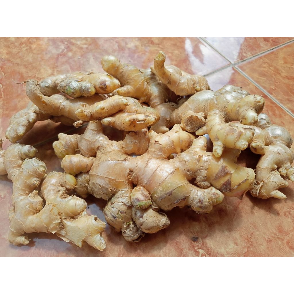 

JAHE GAJAH BERSIH DICUCI PANEN SENDIRI