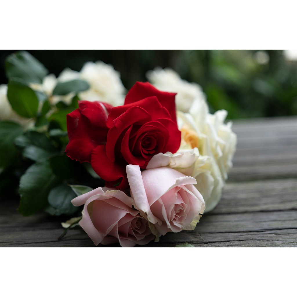 BUNGA MAWAR HIDUP/ASLI 1 IKAT ISI 20 TANGKAI