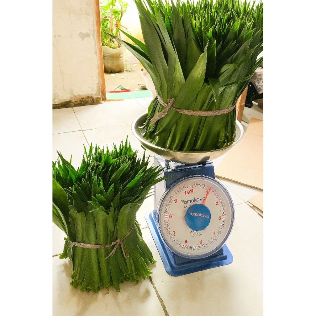 

daun Suji segar isi 2kg untuk pewarna makanan alami