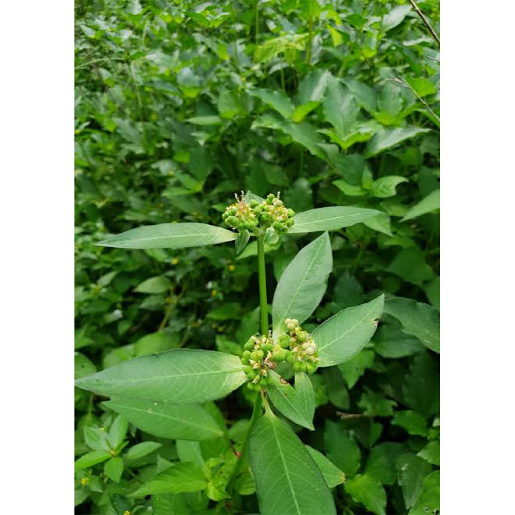 

daun sena pakitmas segar 300gr