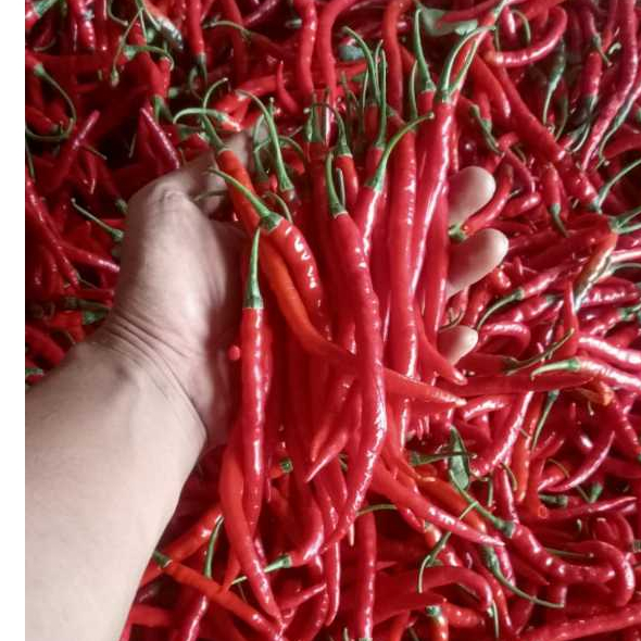 

cabe merah keriting/CMK (500gr dan 1000gr)asli fress dan segar segi kualitas premium
